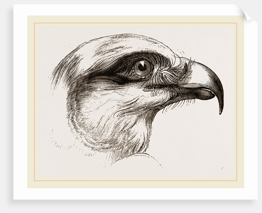 Head of Short toed Circaetus by Anonymous