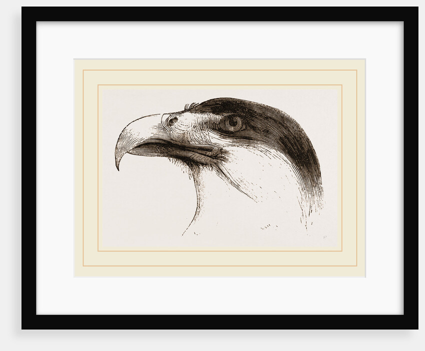 Head of Brazilian Caracara by Anonymous