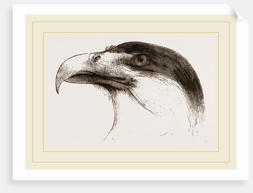 Head of Brazilian Caracara by Anonymous