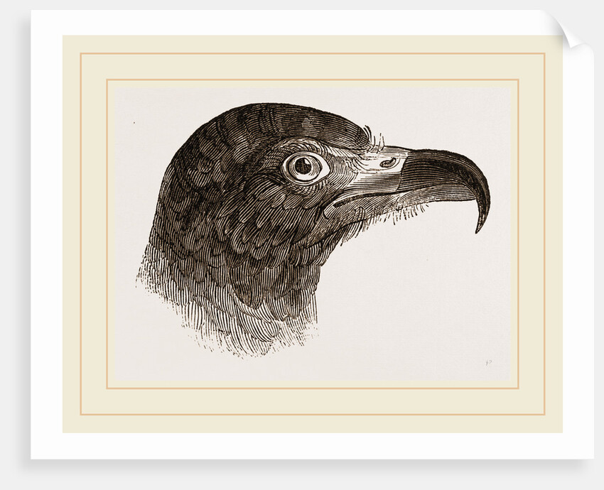Head of Hook-billed Cymindis by Anonymous