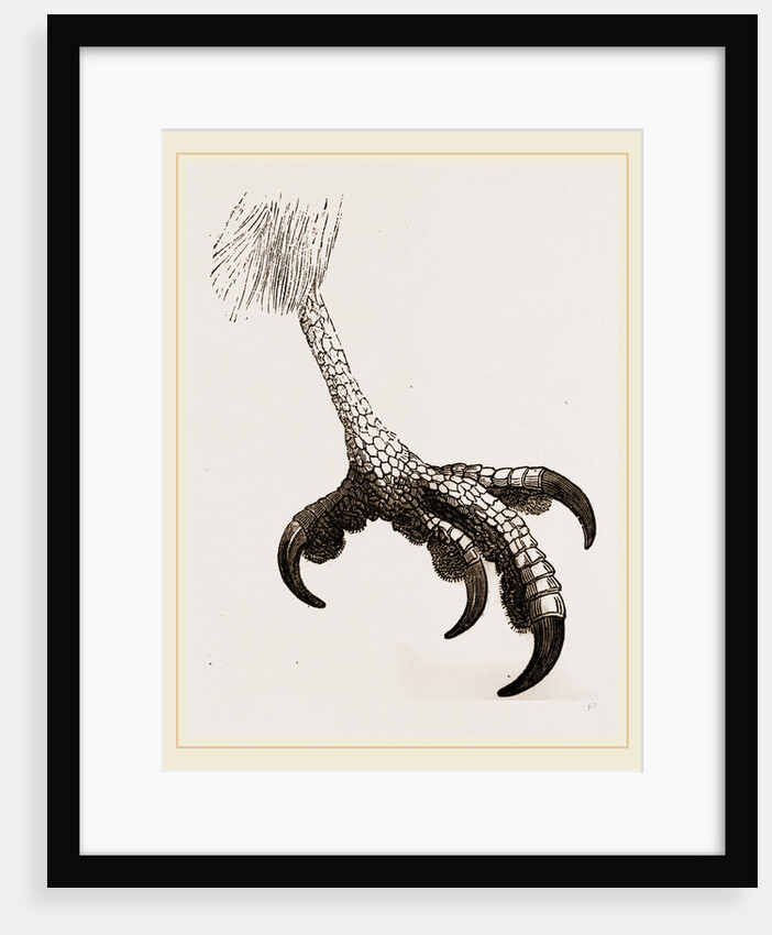 Foot of Short toed Circaetus by Anonymous