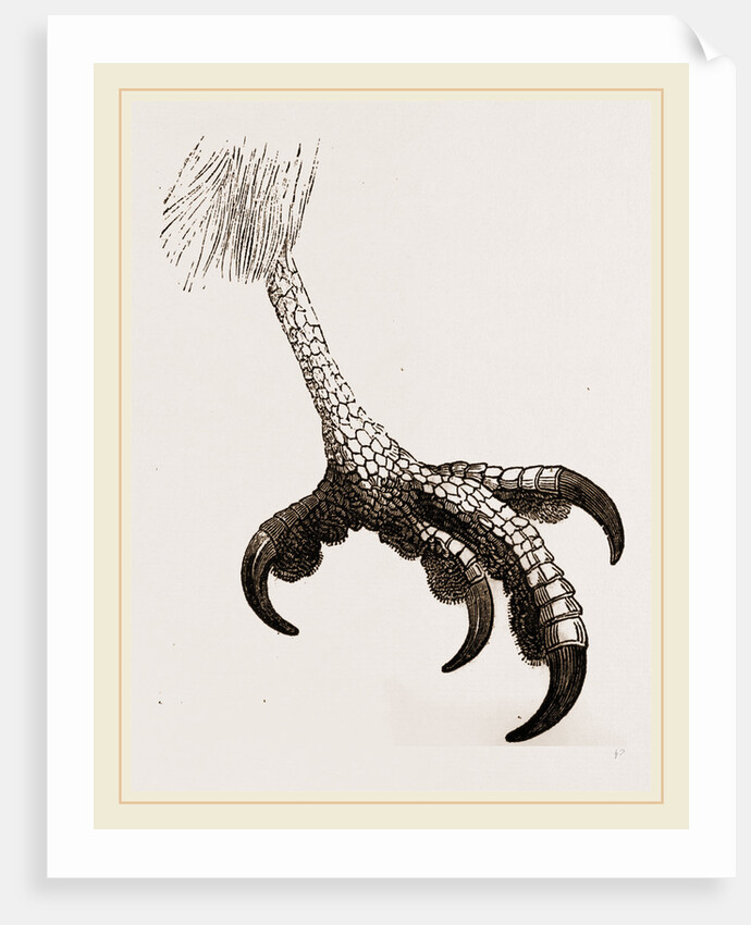 Foot of Short toed Circaetus by Anonymous