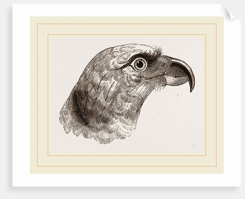Head of Grey Asturina by Anonymous
