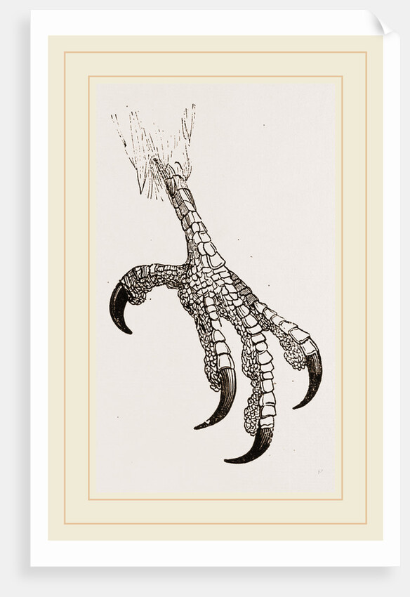 Foot of Aquiline Ibycter by Anonymous