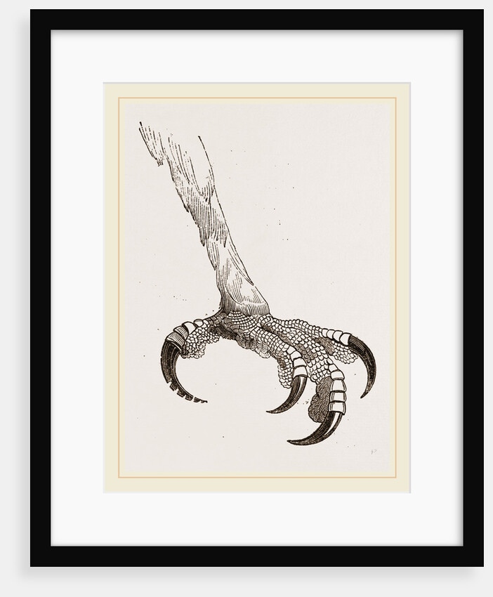 Foot of Crested Morphnus by Anonymous