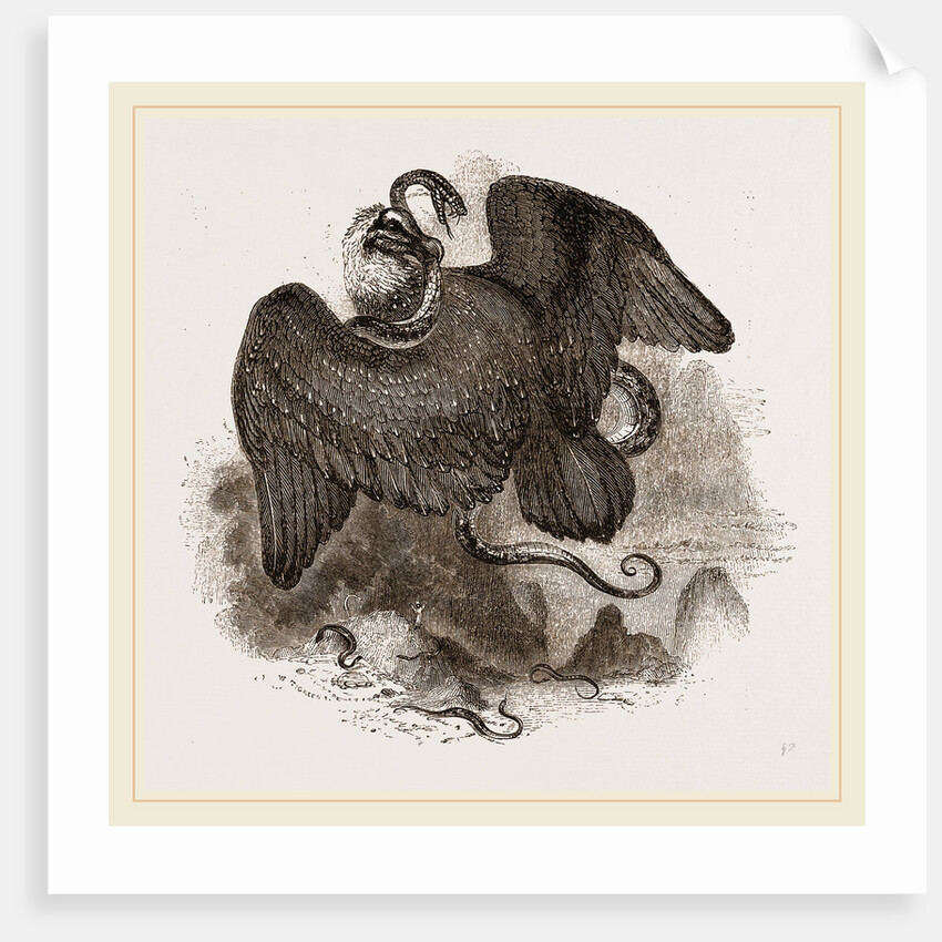 Lammergeyer by Anonymous