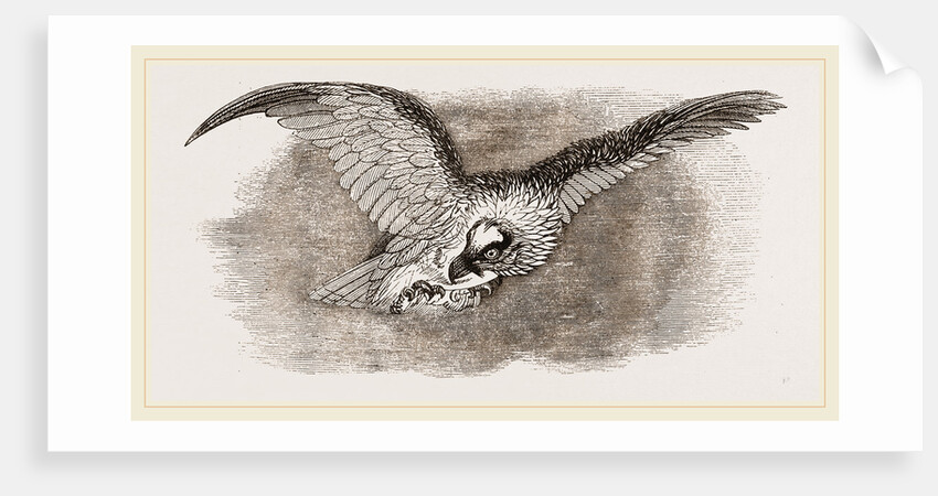 Lammergeyer by Anonymous