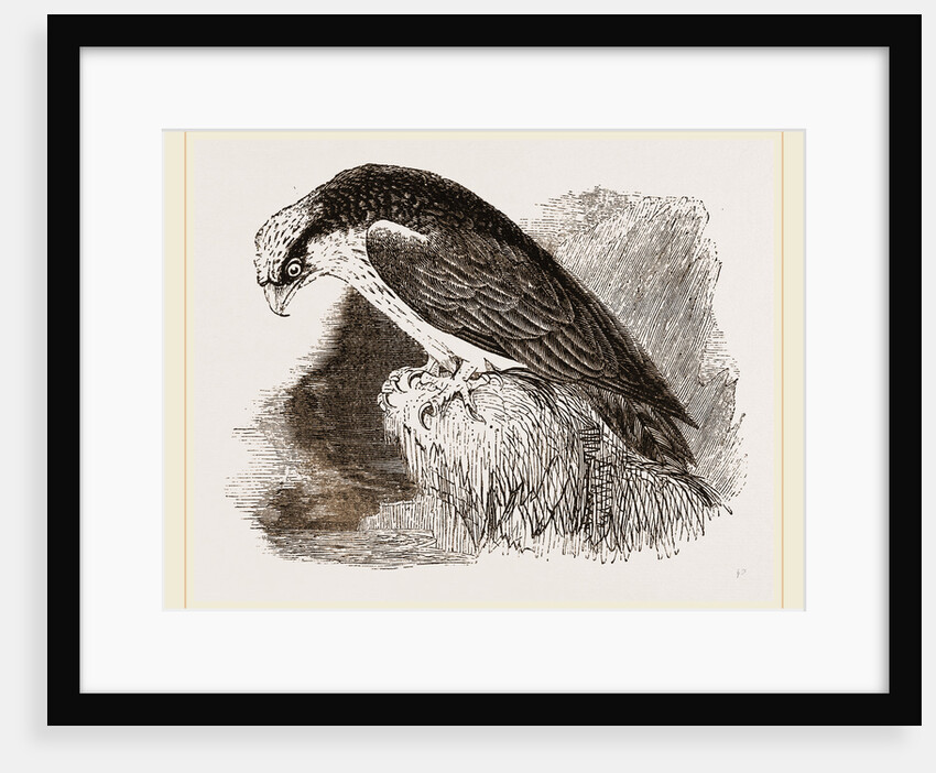 Osprey by Anonymous