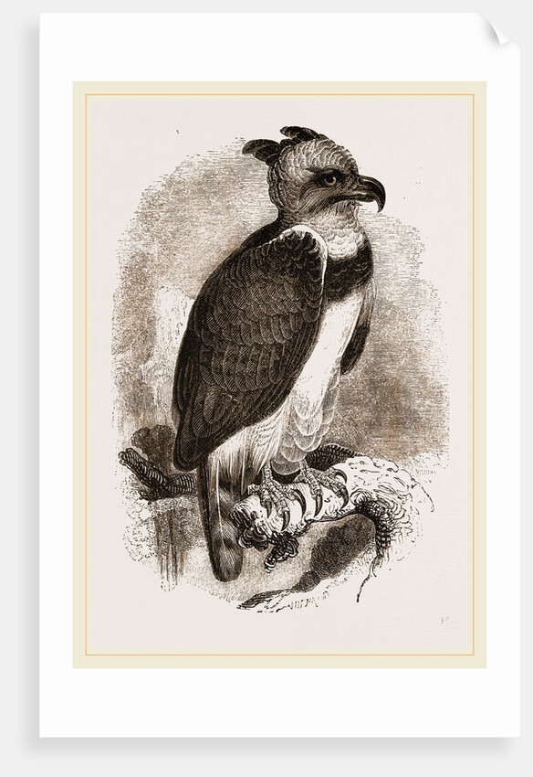 Harpy Eagle by Anonymous