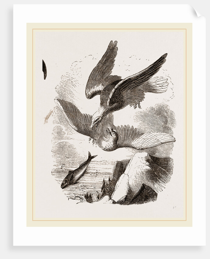 White-headed Eagle and Fish-Hawk by Anonymous