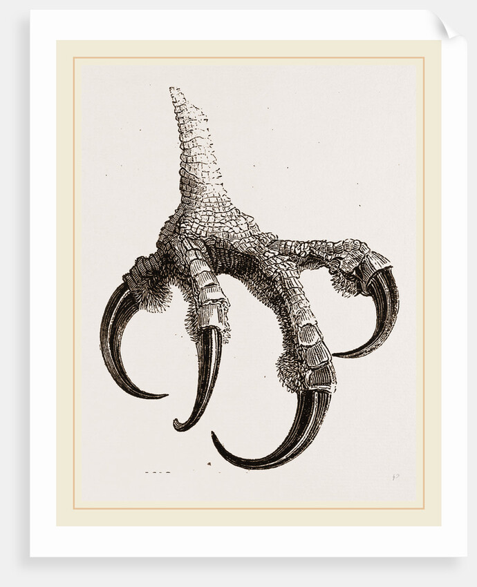 Foot of Osprey by Anonymous