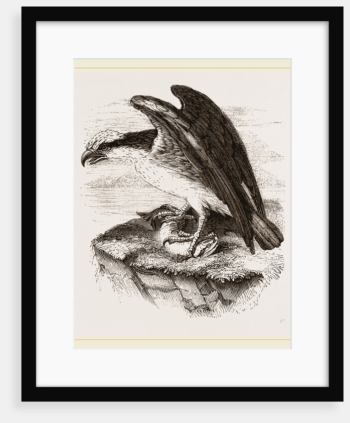 Osprey by Anonymous