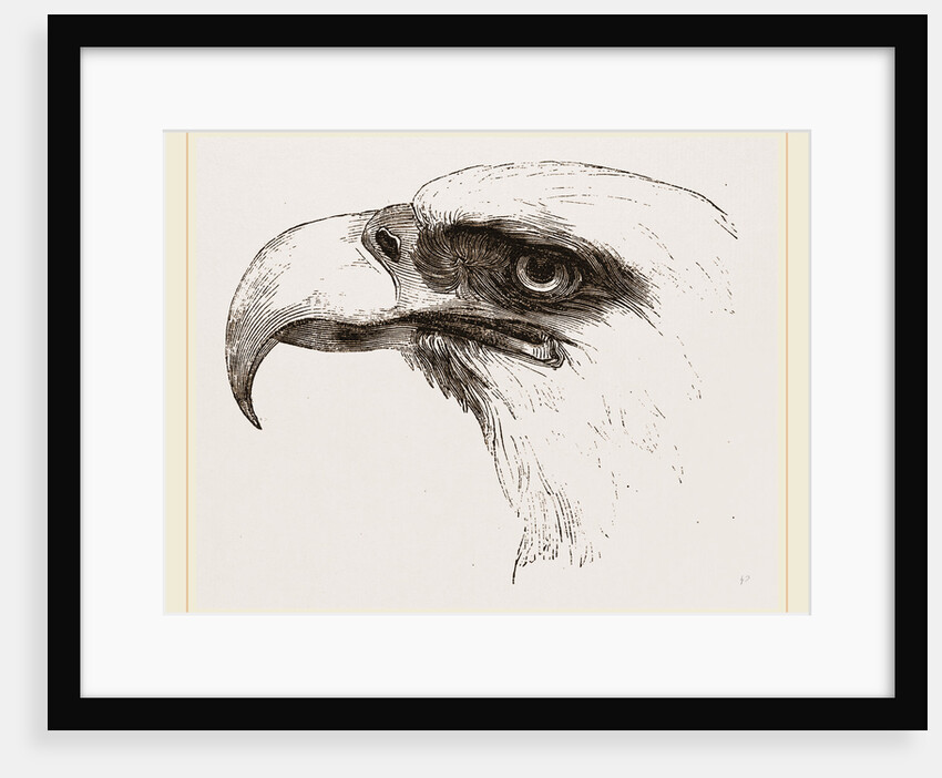 White heade eagle by Anonymous