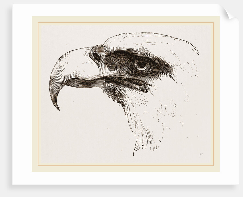 White heade eagle by Anonymous
