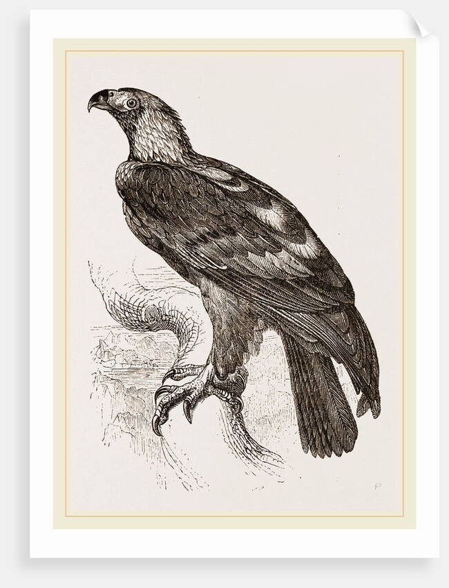 Imperial eagle by Anonymous