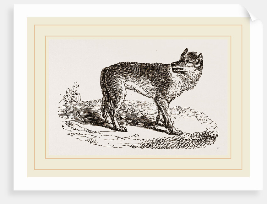 Wolf by Anonymous
