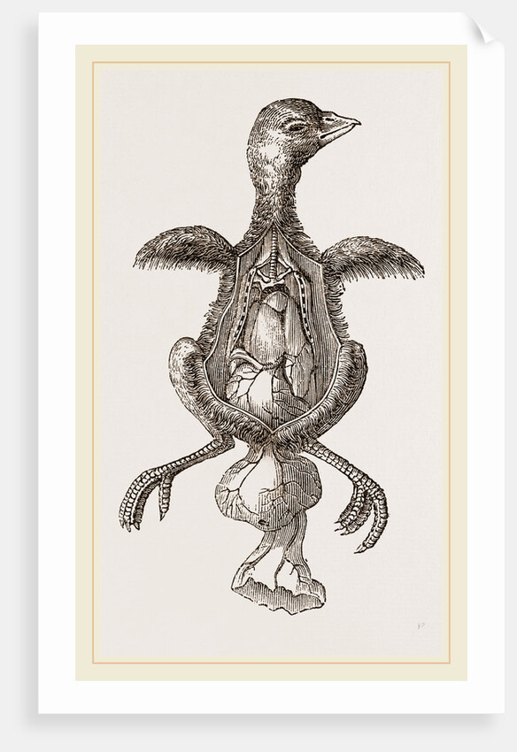 Chick showing absorption of yolk by Anonymous