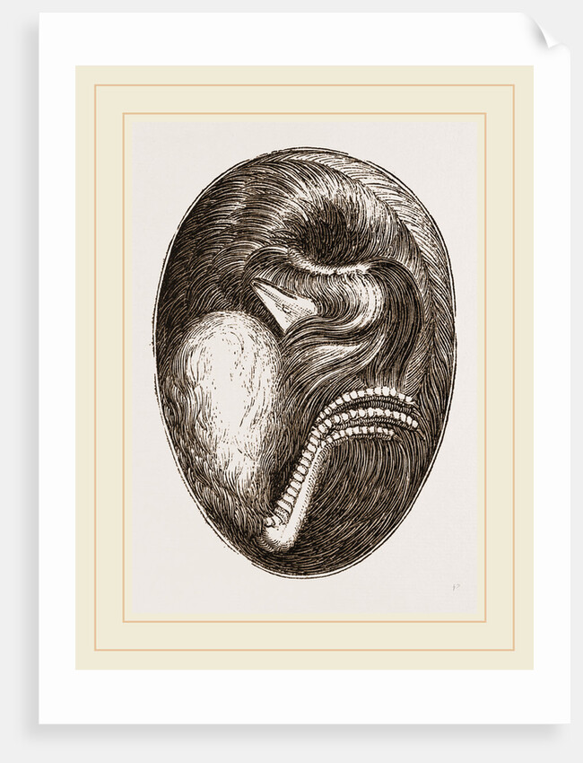 Chick in Egg by Anonymous