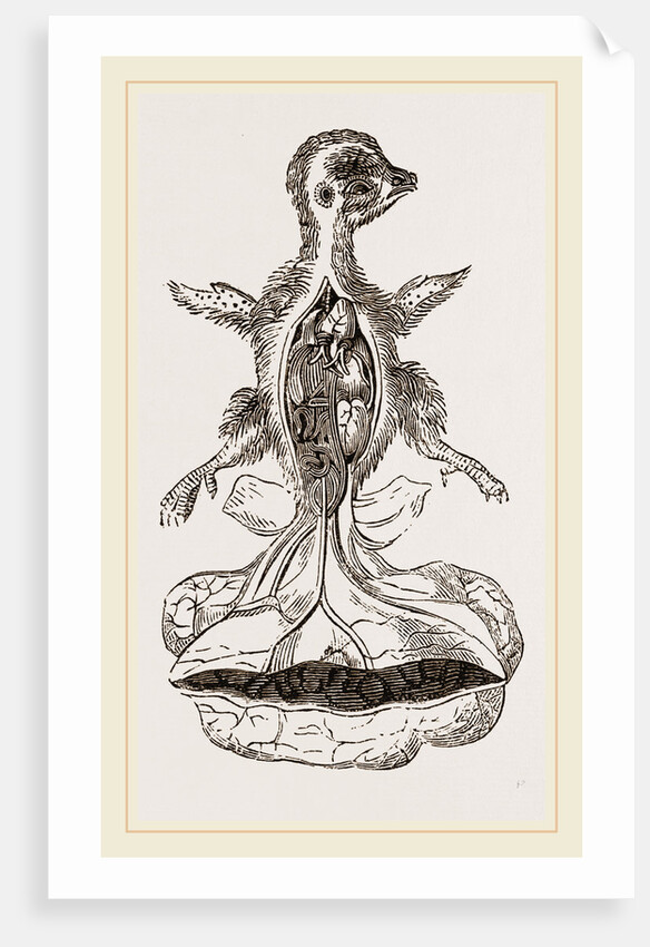 Chick at Fourteen Days by Anonymous