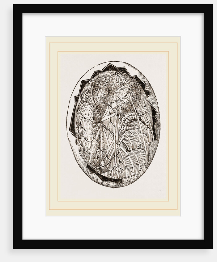 Egg on Eighteenth Day by Anonymous