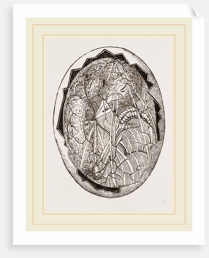 Egg on Eighteenth Day by Anonymous