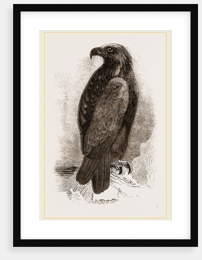 Golden Eagle by Anonymous