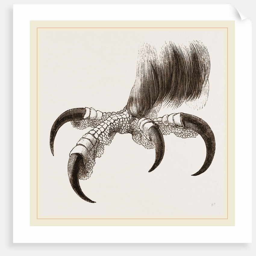 Talons of Golden Eagle by Anonymous