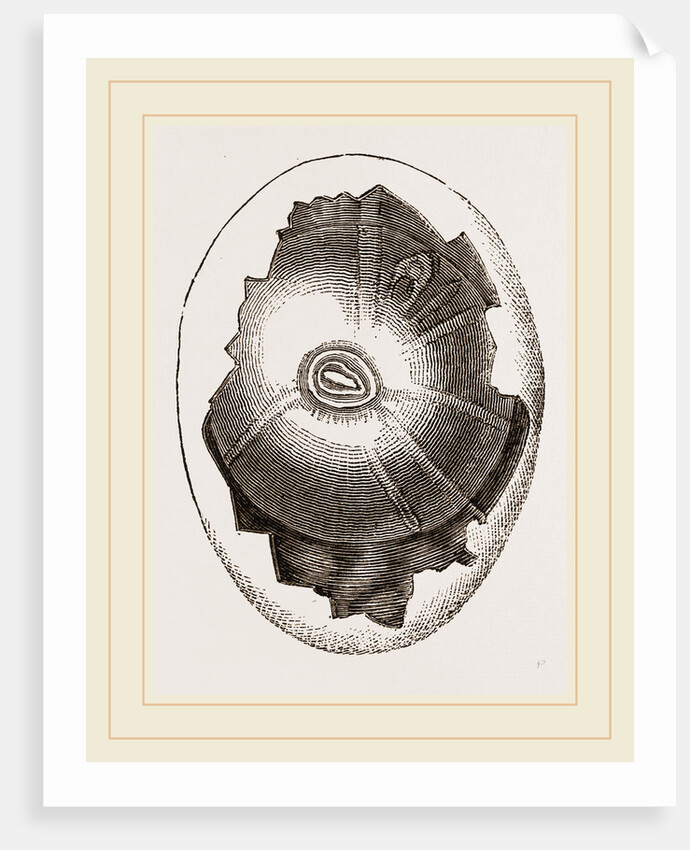 Egg and Germ at Sixteen Hours by Anonymous