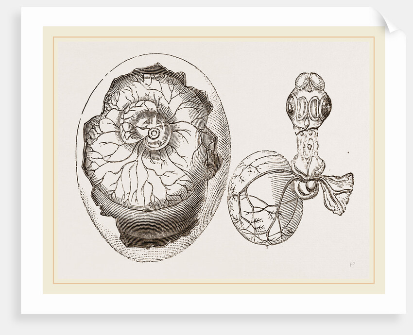 Egg and Chick on Fifth Day by Anonymous