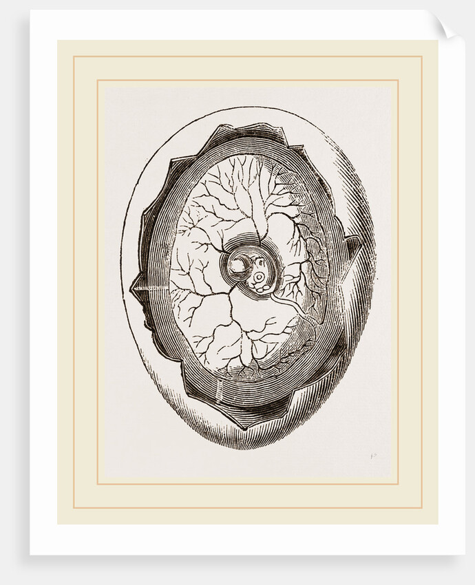 Egg and Chick on Fourth Day by Anonymous