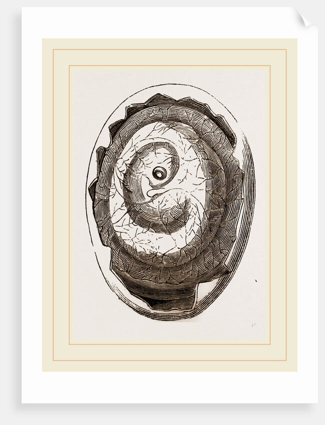 Egg and Chick on Seventh Day by Anonymous