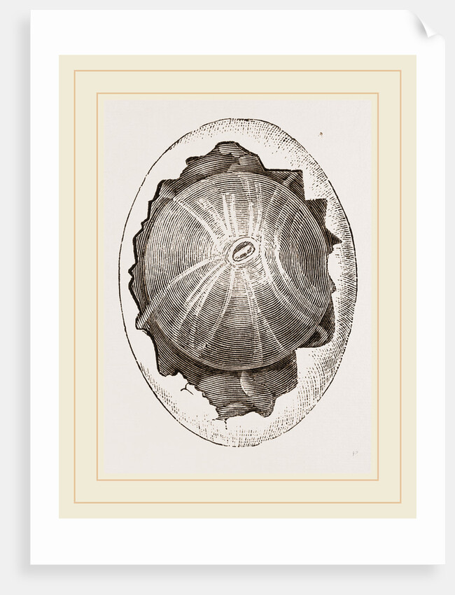 Egg and Germ at Twelve Hours after Incubation by Anonymous