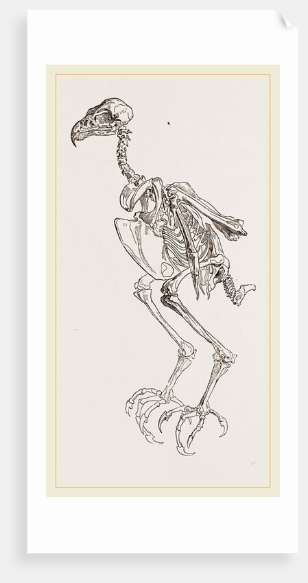 Skeleton of Hawk by Anonymous