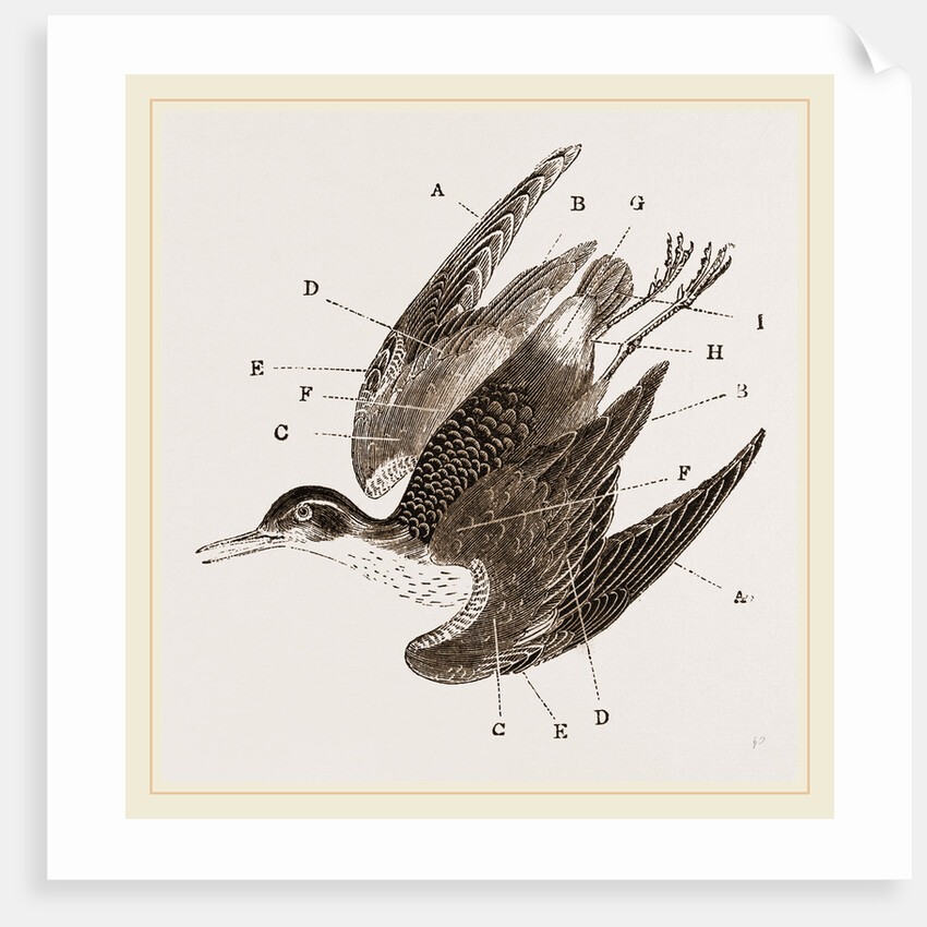 Plumage of Bird by Anonymous