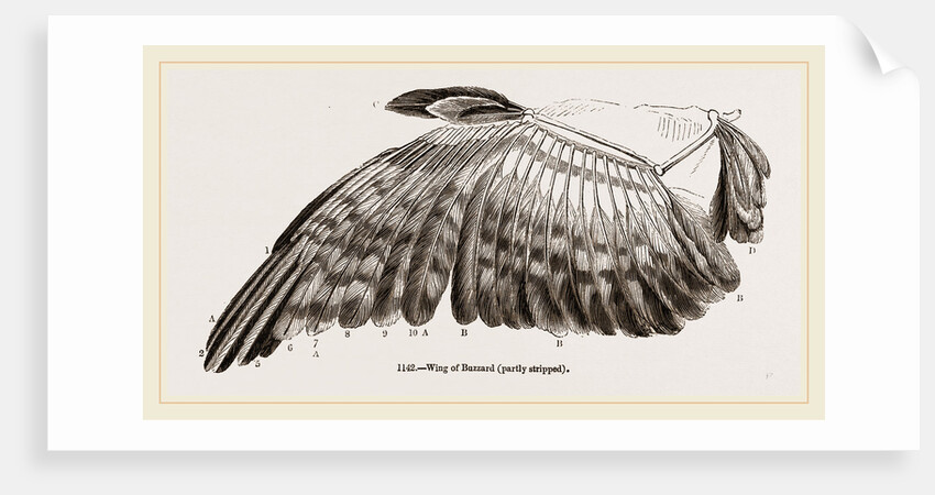 Wing of Buzzard by Anonymous