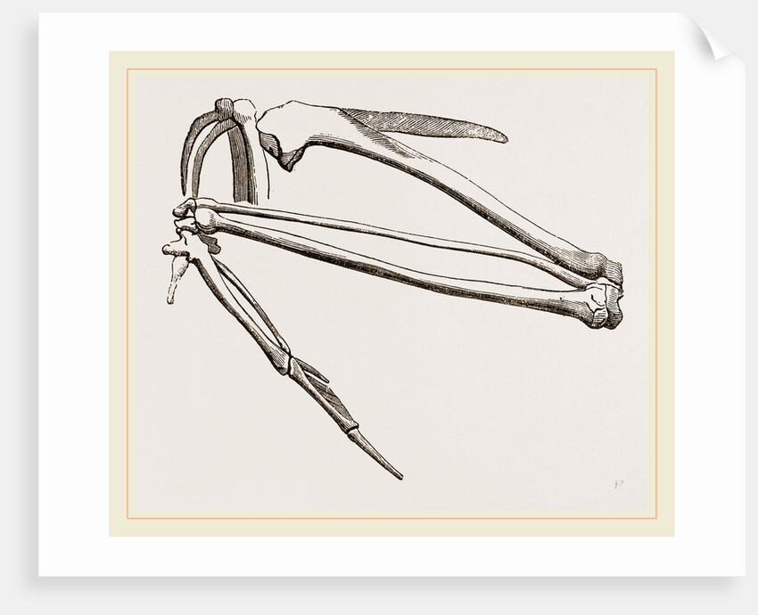 Bones of Hawk's Wing by Anonymous
