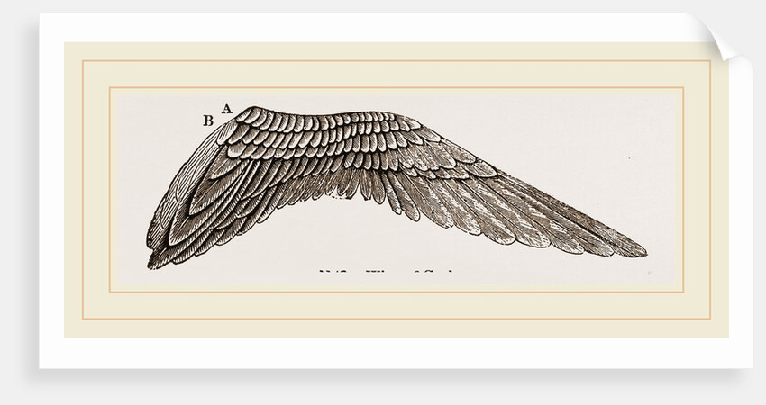 Wing of Curlew by Anonymous