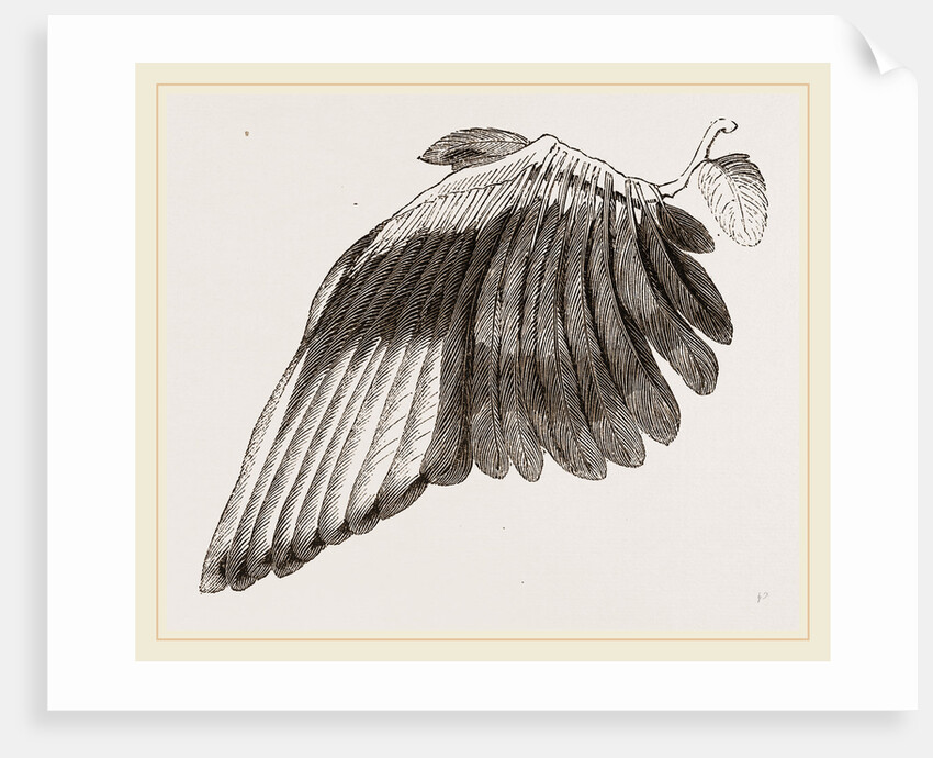 Wing of Magpie by Anonymous