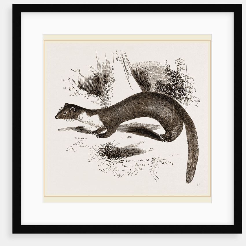 Pine Marten by Anonymous