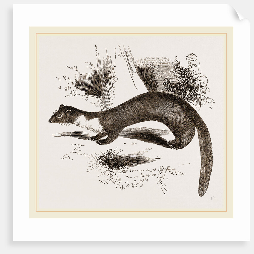 Pine Marten by Anonymous