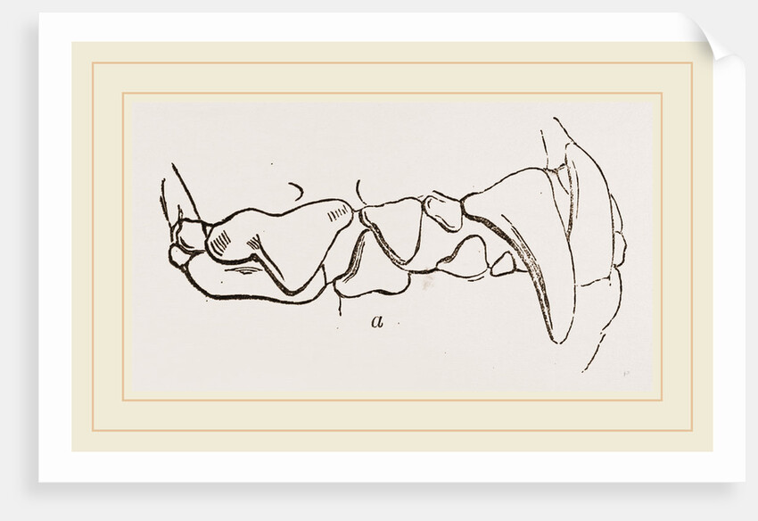 Teeth of Polecat by Anonymous