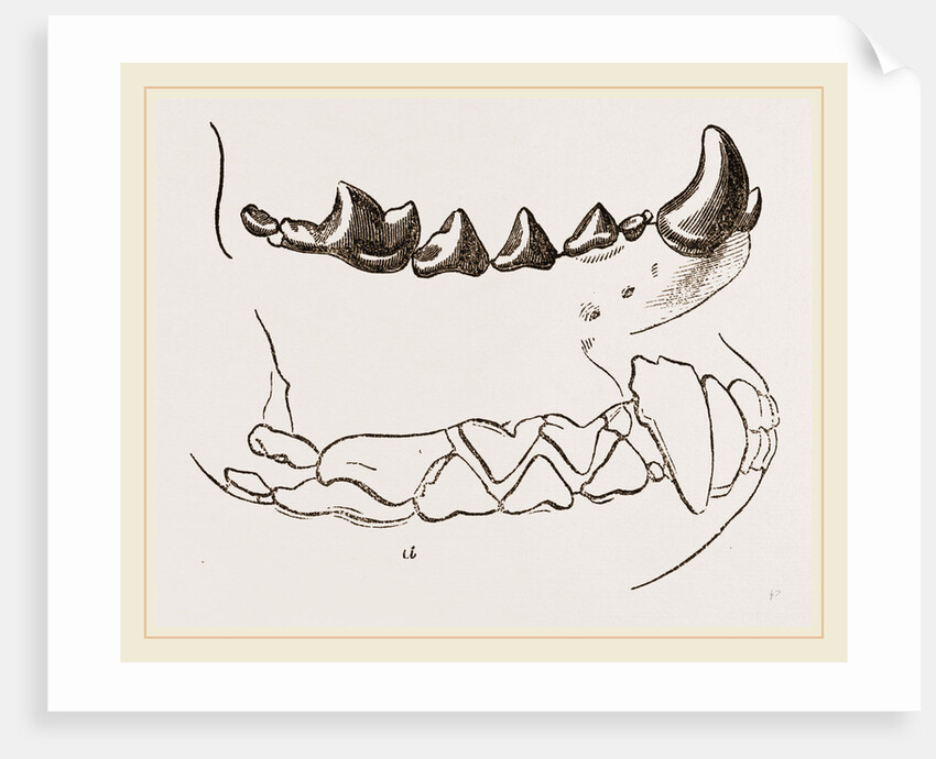 Teeth of Marten by Anonymous