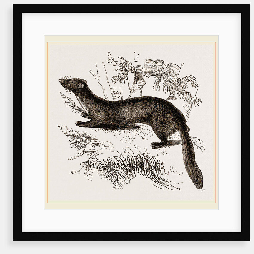 tBeech Marten by Anonymous