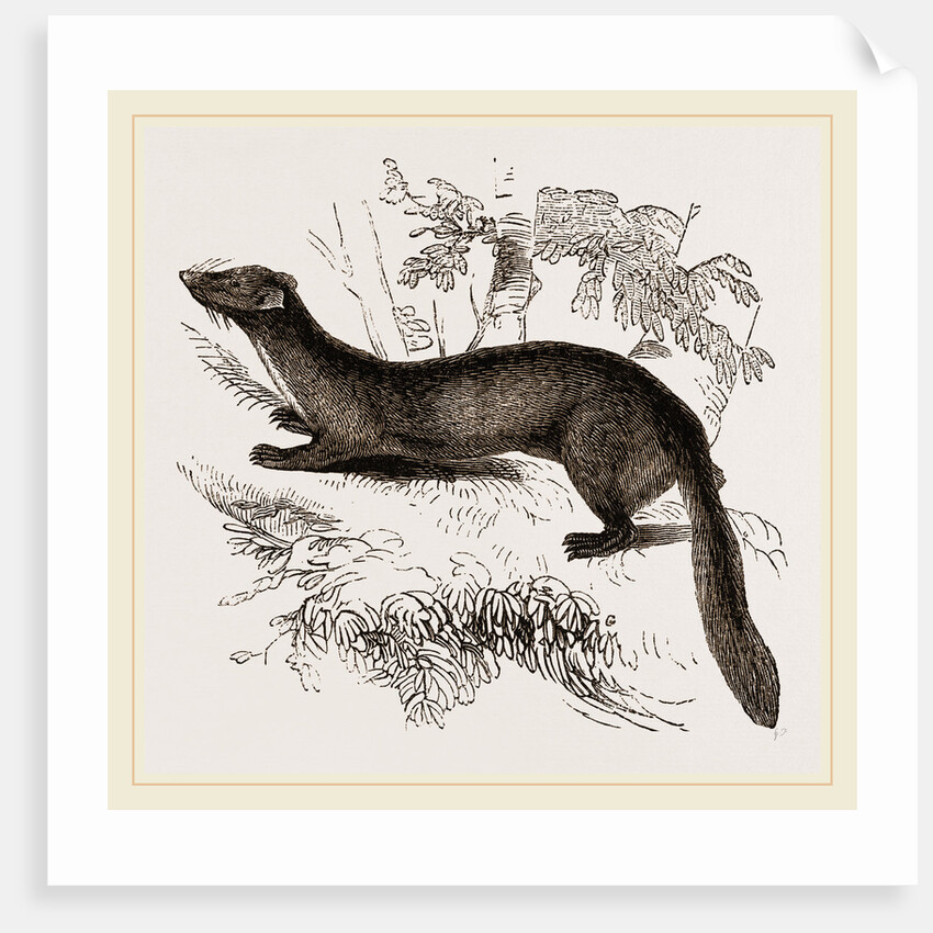 tBeech Marten by Anonymous