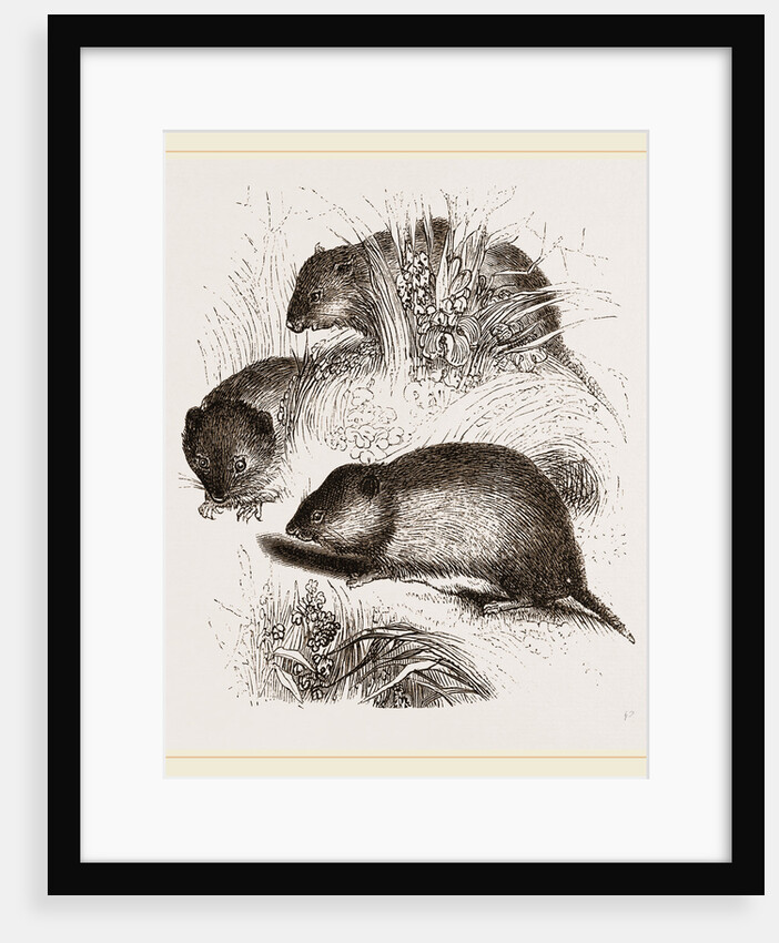 Short tailed Field Mice by Anonymous