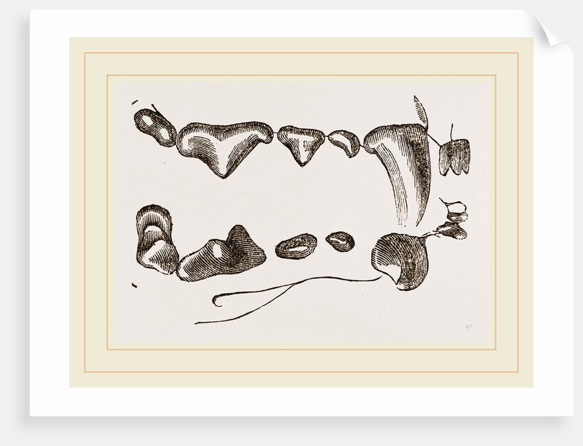 Teeth of Polecat by Anonymous