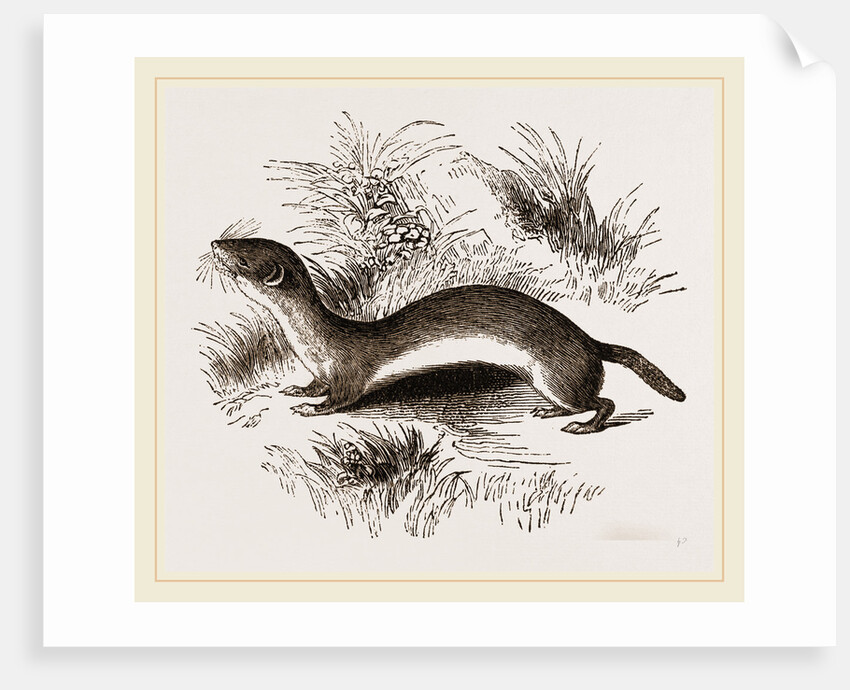 Weasel by Anonymous
