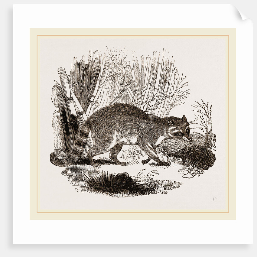Racoon by Anonymous