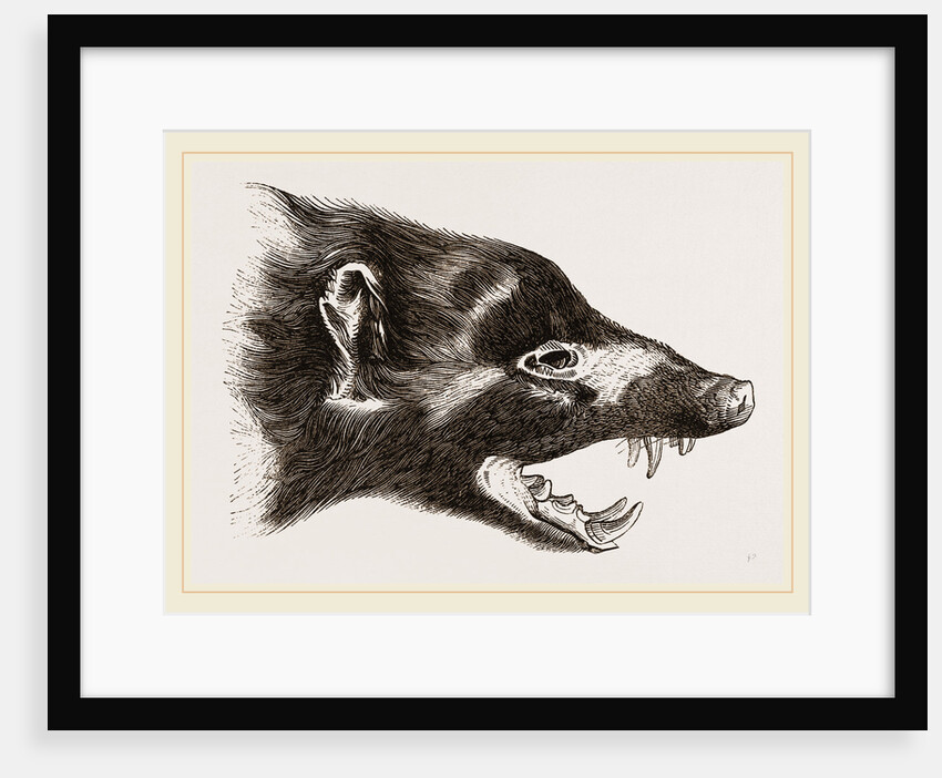 Head of Skunk by Anonymous