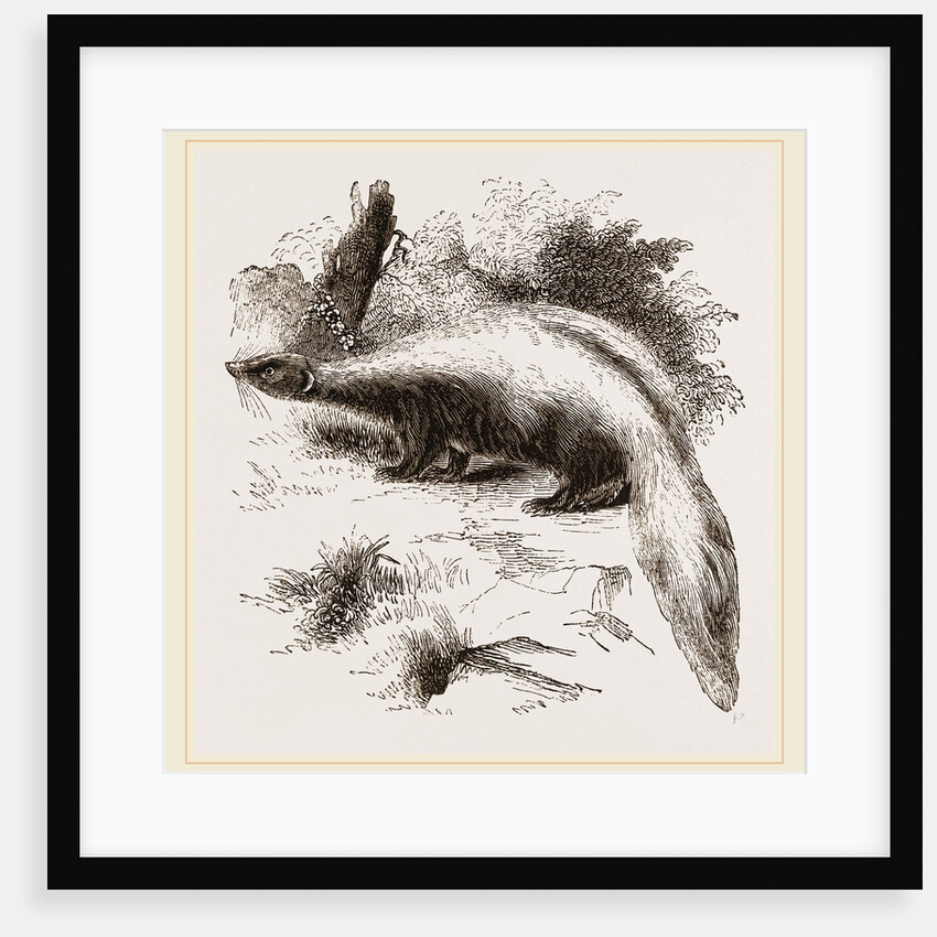 Skunk by Anonymous